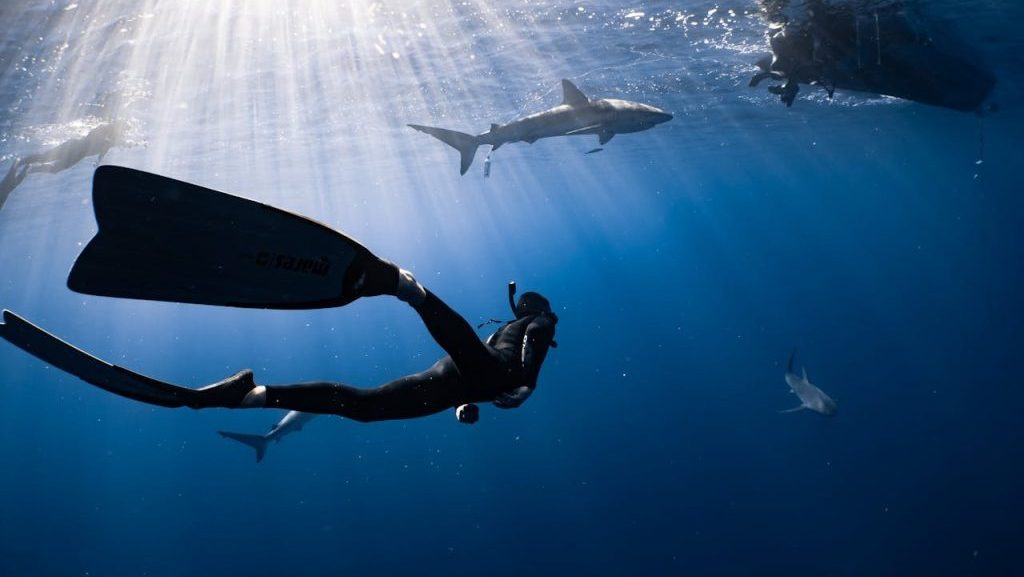 pexels-photo-6961668 Full body anonymous diver wearing wetsuit and flippers swimming in dark blue seawater near big fish